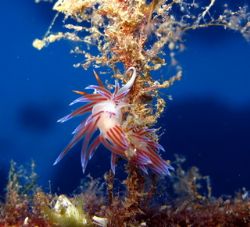 A Beautifull Sea Slug Taken By Canon A640 In Zurrieq Malta by Christopher Cocks 